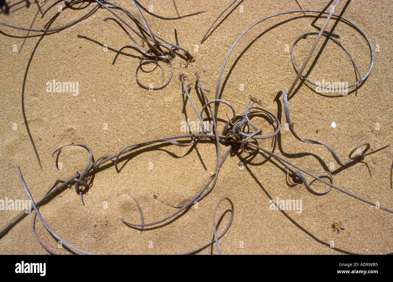 Ritorto steli morti creare un pattern in dune di sabbia Foto Stock