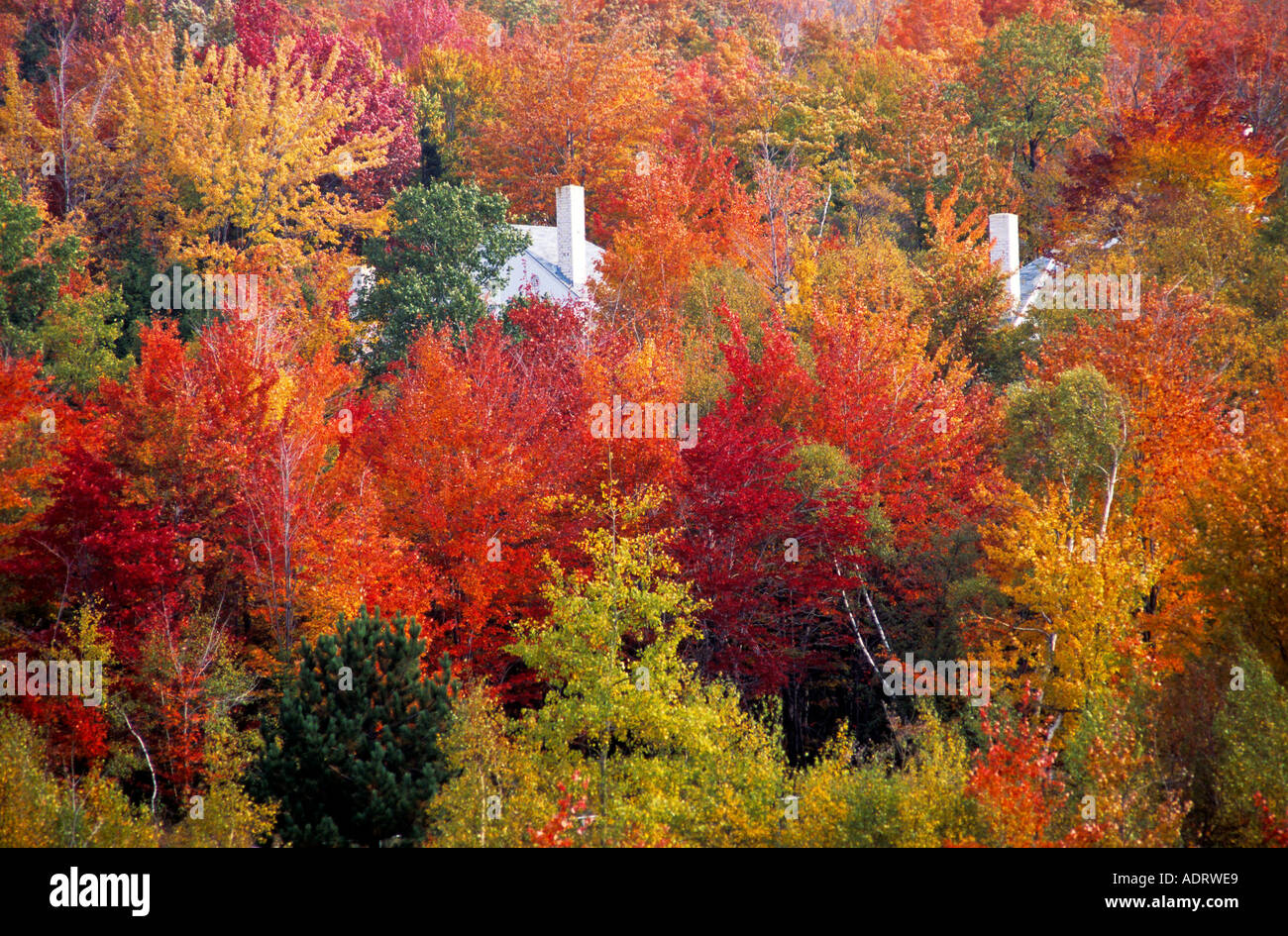 White case di legno cerca attraverso foglie folliage Vermont Foto Stock