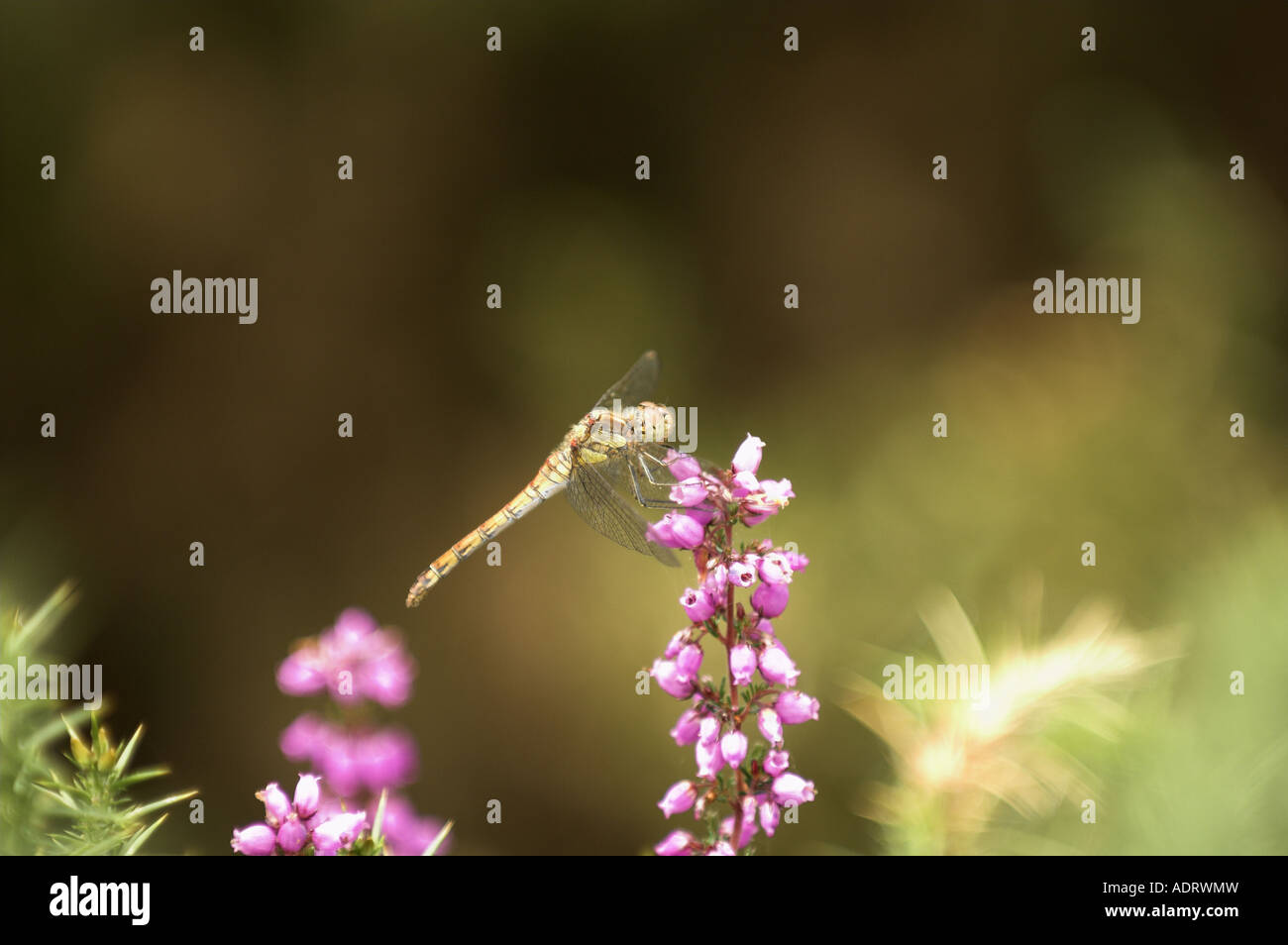 Dragonfly Common darter sympetrum femmina striolatim poggiante sulla campana Heather in habitat Heatland Foto Stock