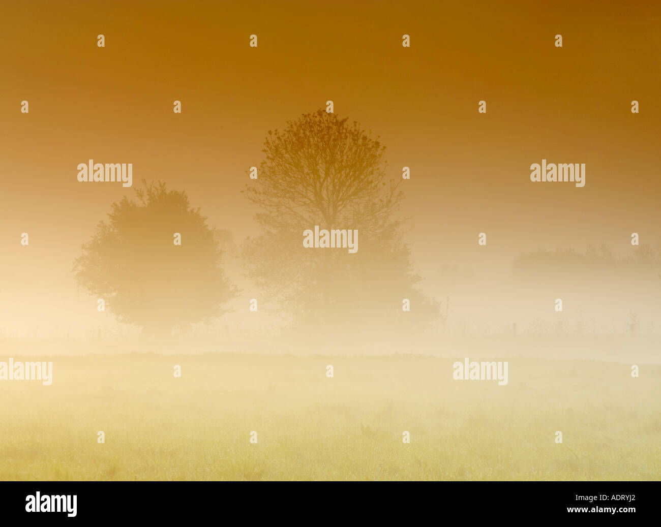 Inghilterra alberi di nebbia al mattino Foto Stock