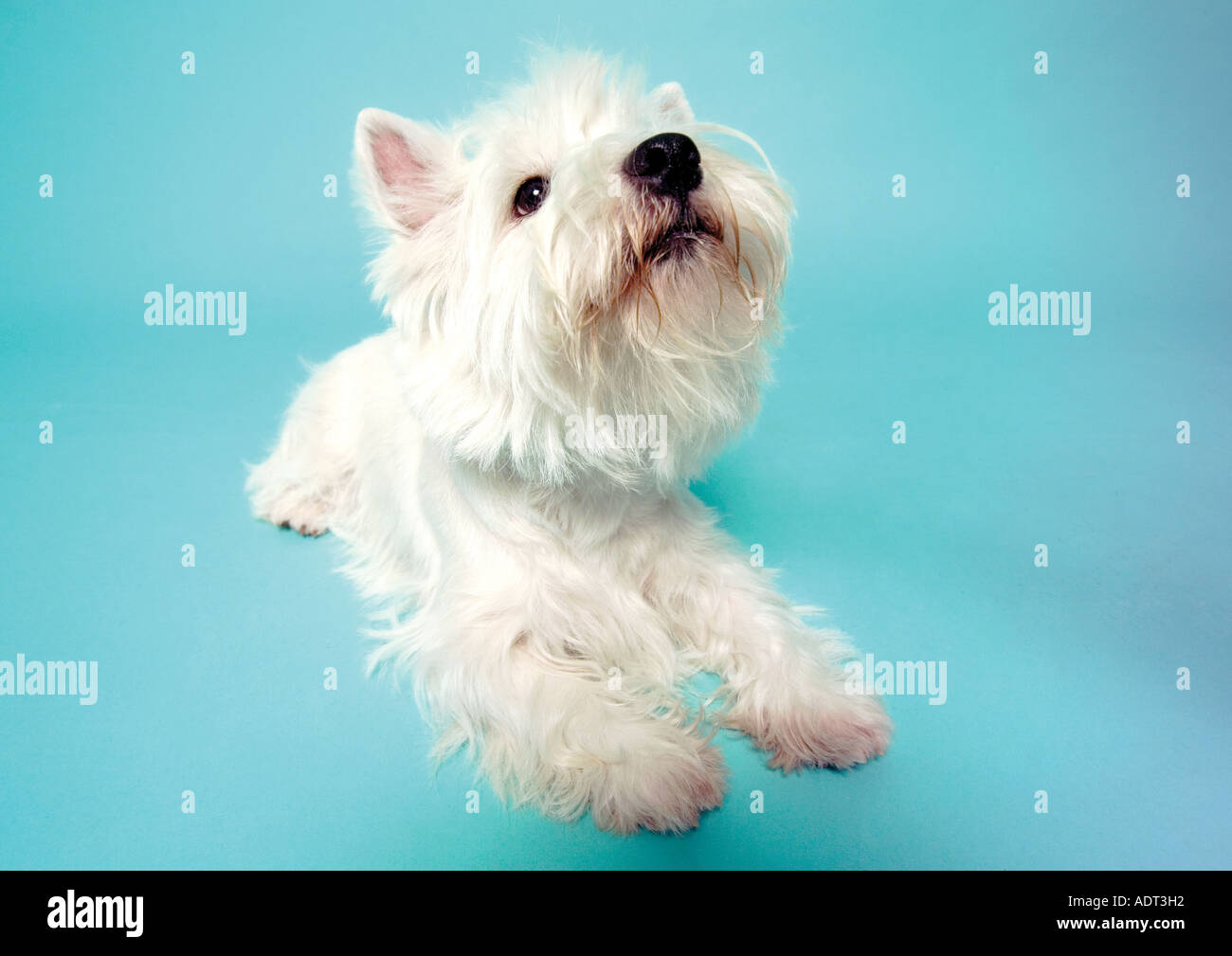 Gatti cani Foto Stock
