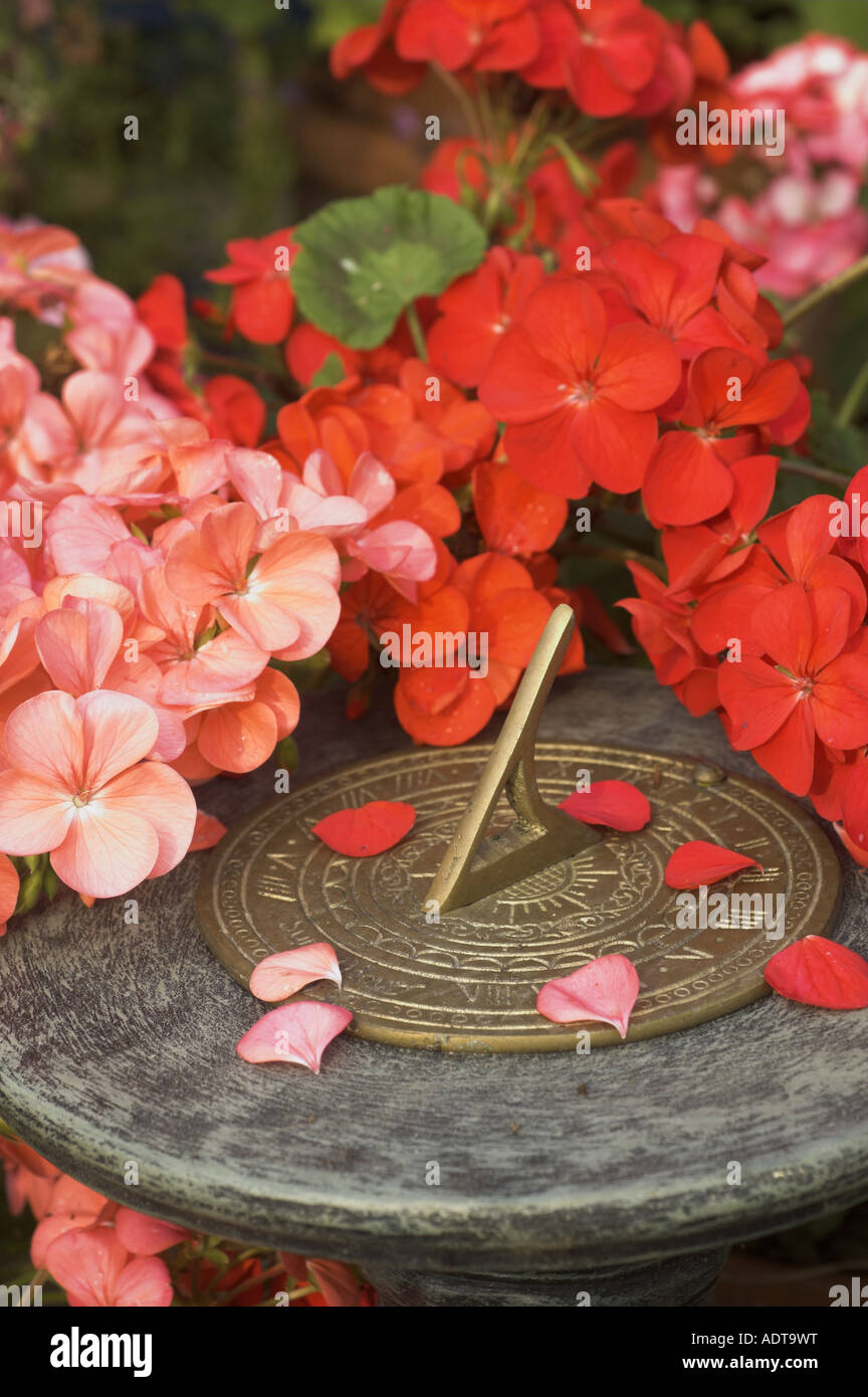 Fiori di geranio e solare in un giardino estivo in Inghilterra Foto Stock