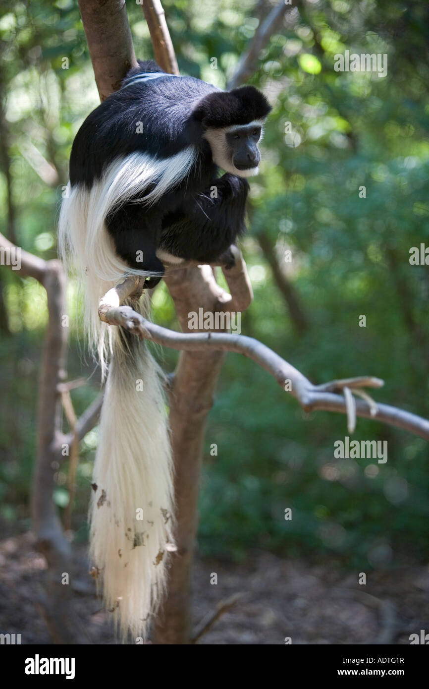 Battle Creek Michigan un Colobus Monkey in Africa selvaggia presentano presso il legante Park Zoo Foto Stock