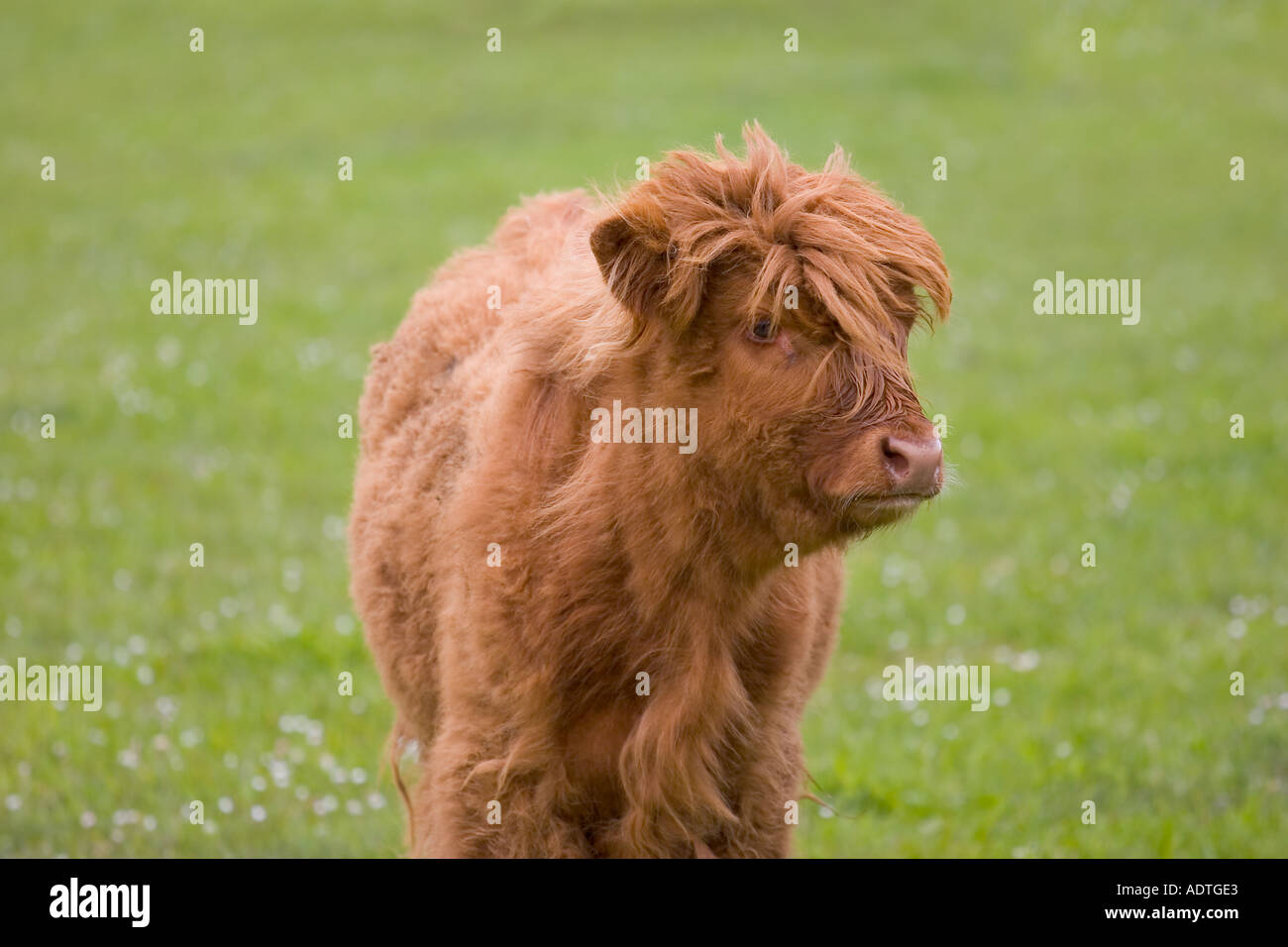 Highland vitello in pascolo Aberdeenshire in Scozia Foto Stock