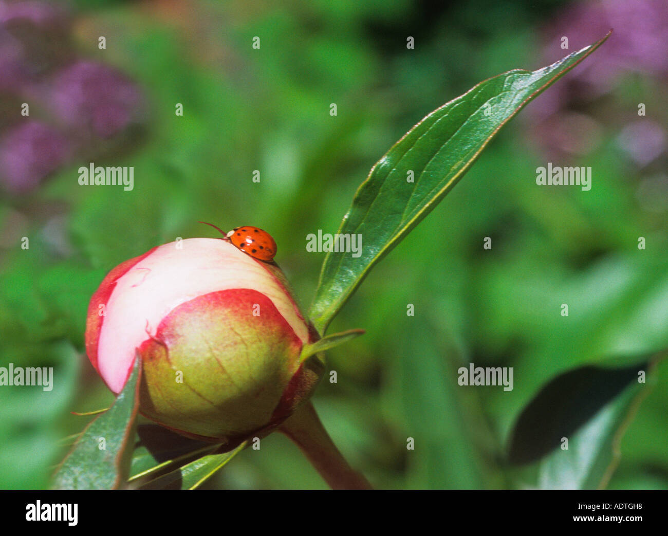 Coccinella magnifica (Coccinellidae), coccinella fortunata Harmonia Axyridis, coleottero arroccato su un bocciolo di fiori di peonia. Giardino primaverile USA Foto Stock