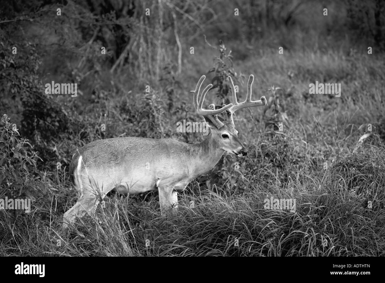 Deer Buck culbianco erba foresta B&W Texas Foto Stock