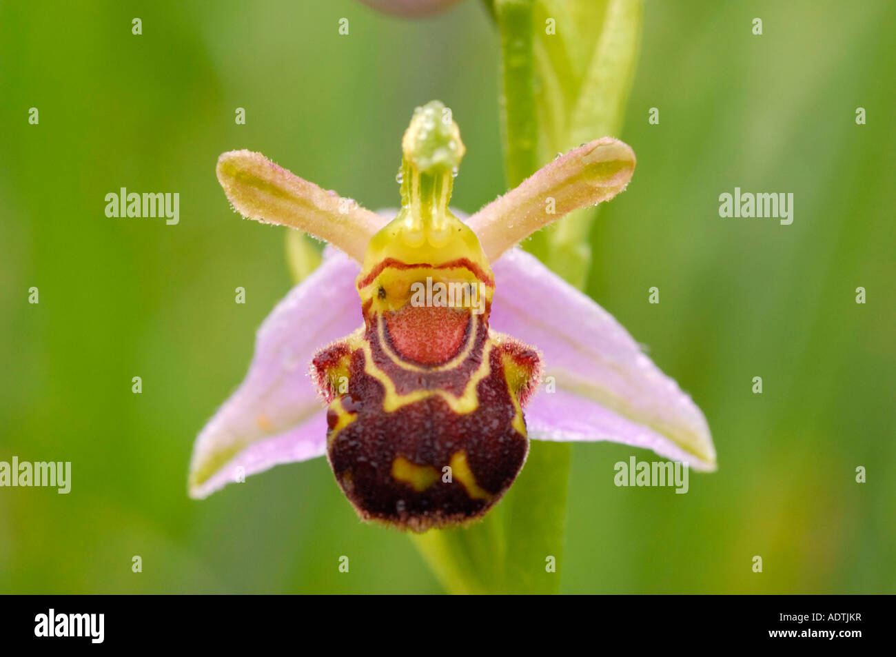 Close up di Bee Orchid Ophrys Apifera Foto Stock