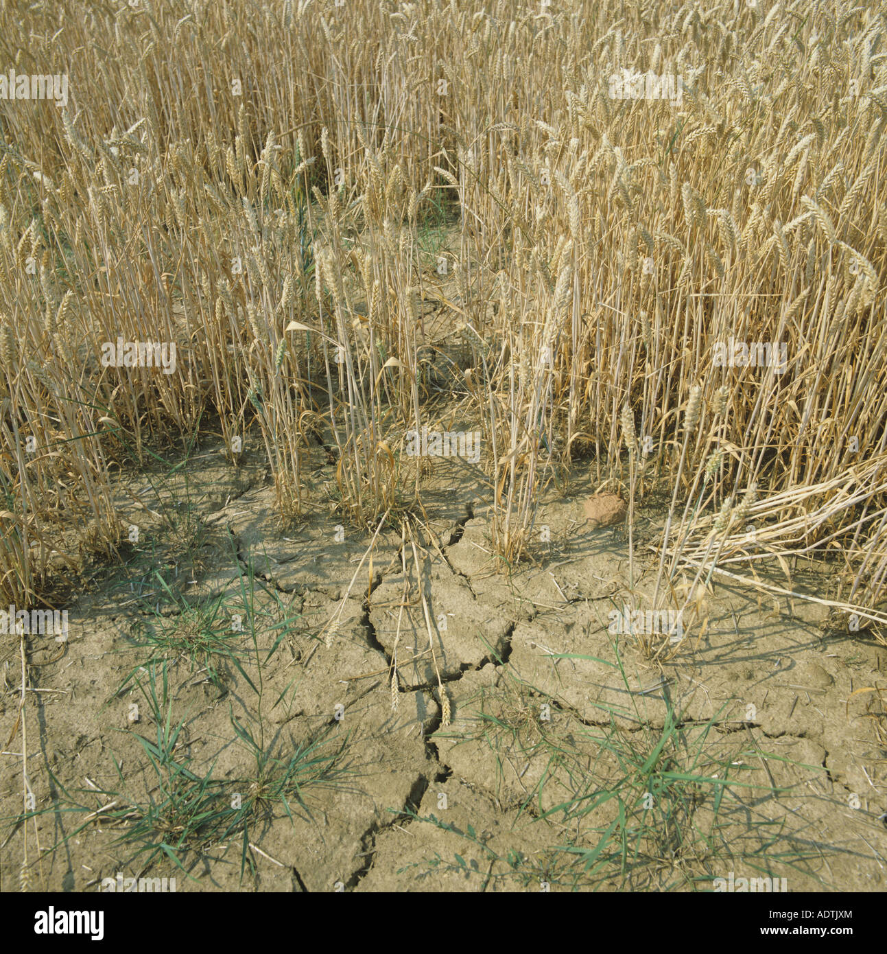 Mature prematuramente il raccolto di grano in ear in secca incrinato il terreno dopo la grave siccità in estate Foto Stock