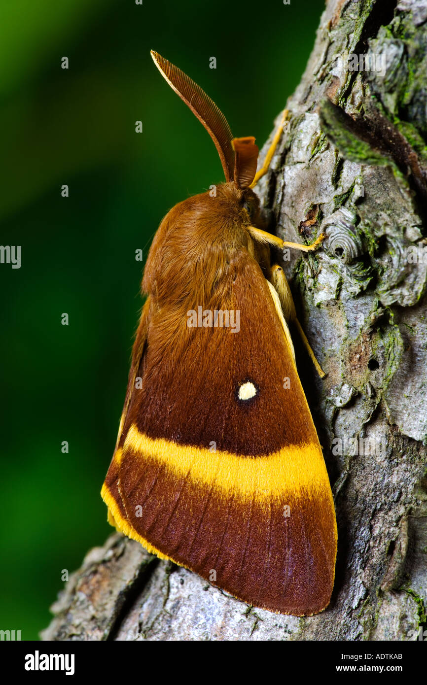 Oak Eggar Lasiocampa quercus sulla quercia potton bedfordshire Foto Stock