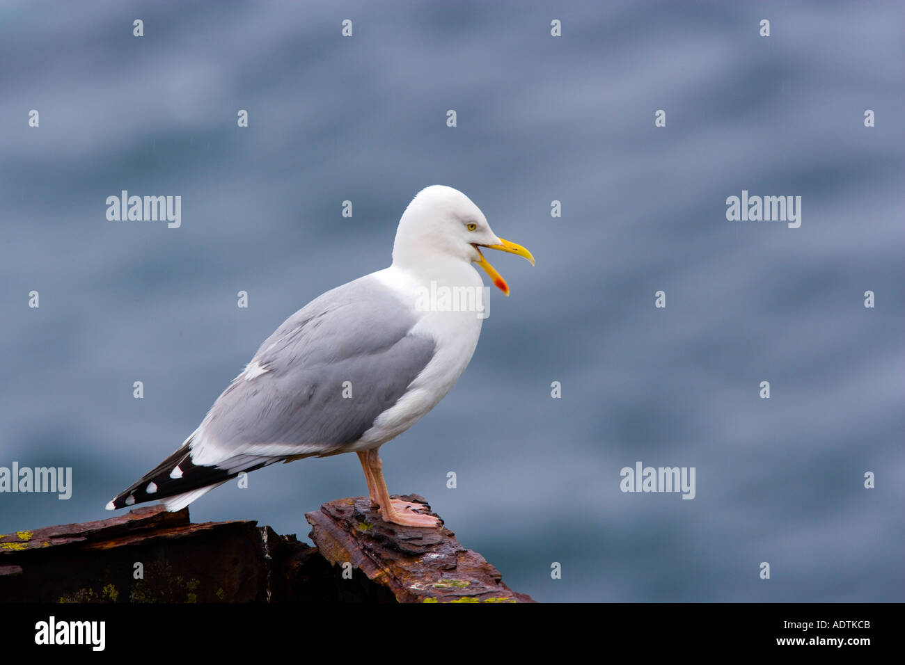 Herring gull Larus argentatus appollaiato sulla roccia con lo sfondo del mare skokholm Foto Stock