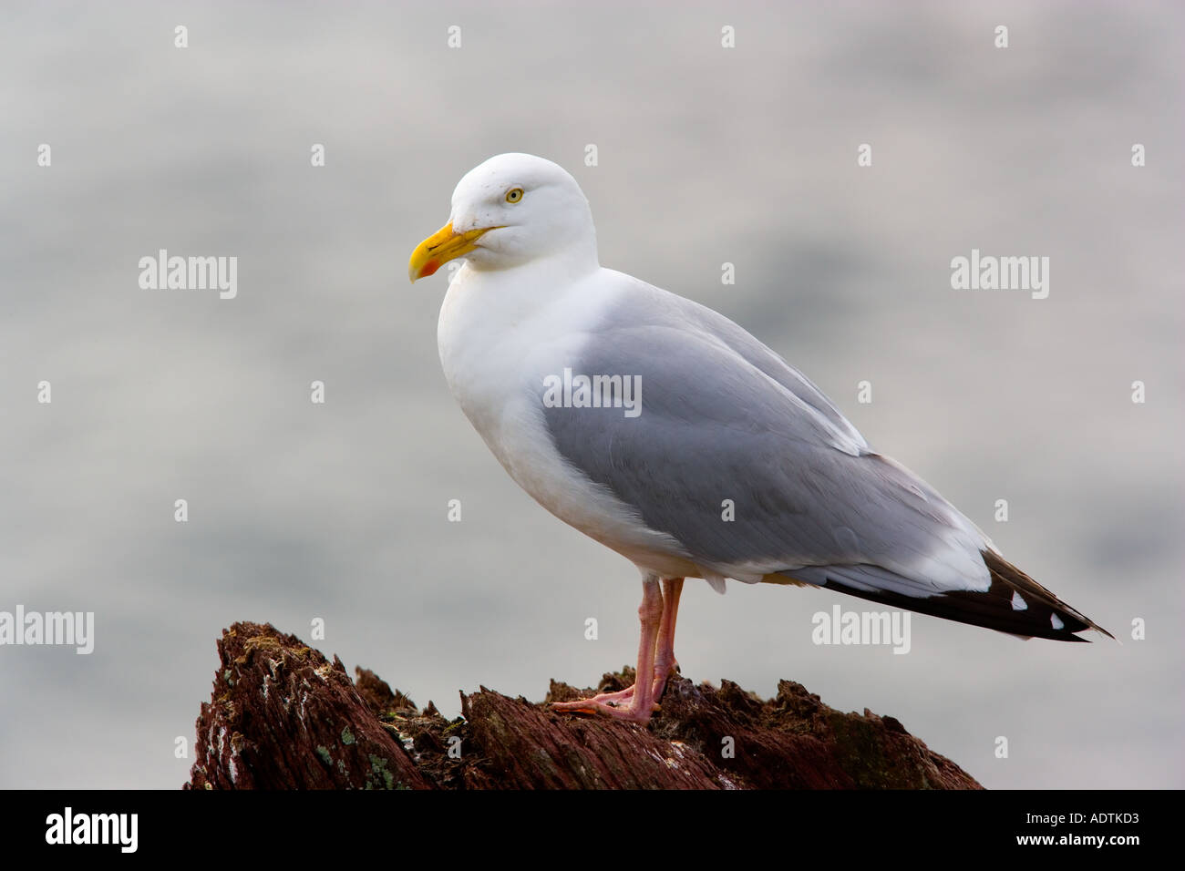 Herring gull Larus argentatus sorgeva su roccia con il mare sullo sfondo skokholm Foto Stock