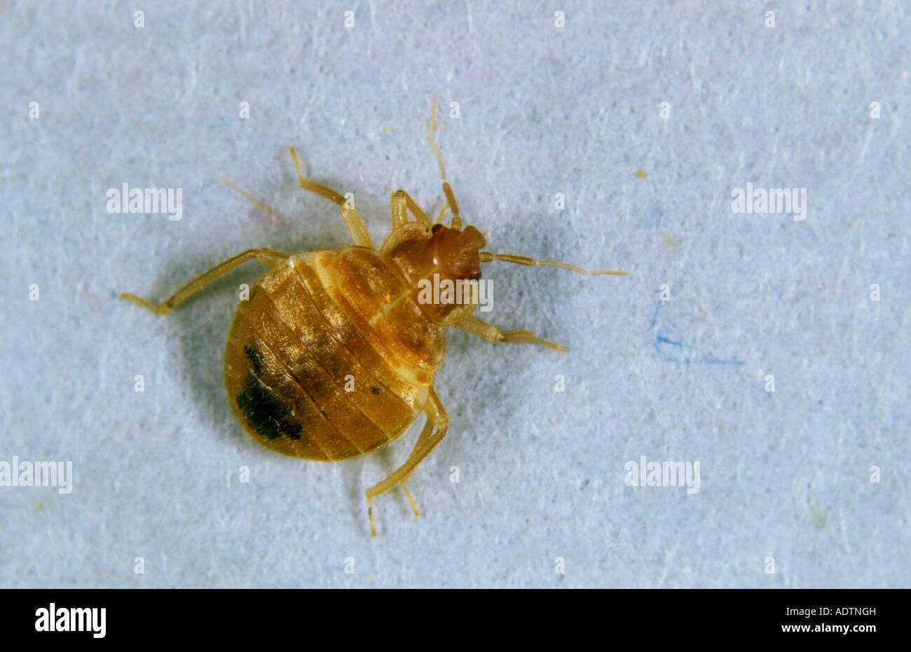 Bed bug Lepinotus reticulatus ninfa Foto Stock