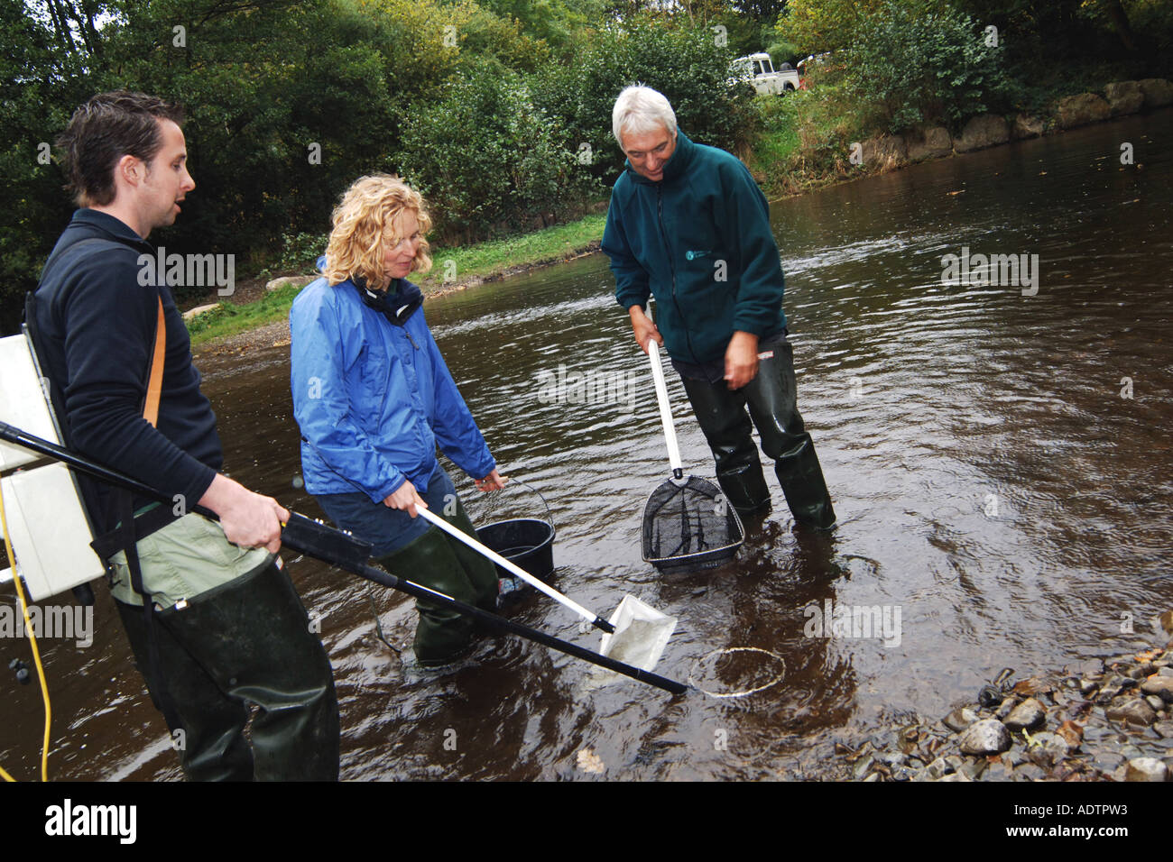 Agenzia ambientale personale ispezionare gli stock ittici in un fiume Cumbria utilizzando elettro tecniche di pesca per stordire momentaneamente il pesce Foto Stock