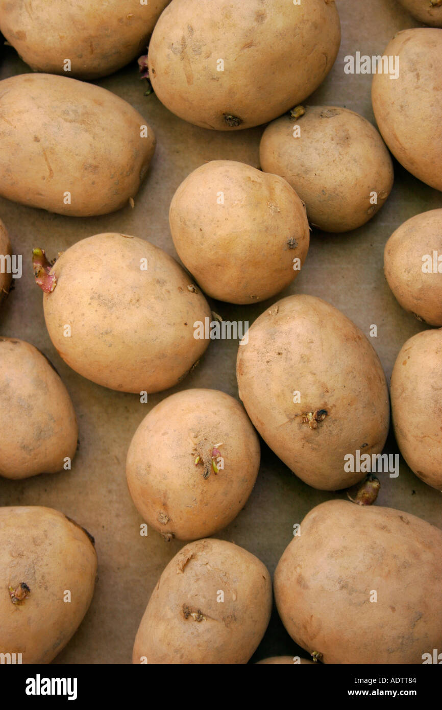 Tuberi seme di patate chitting Foto Stock