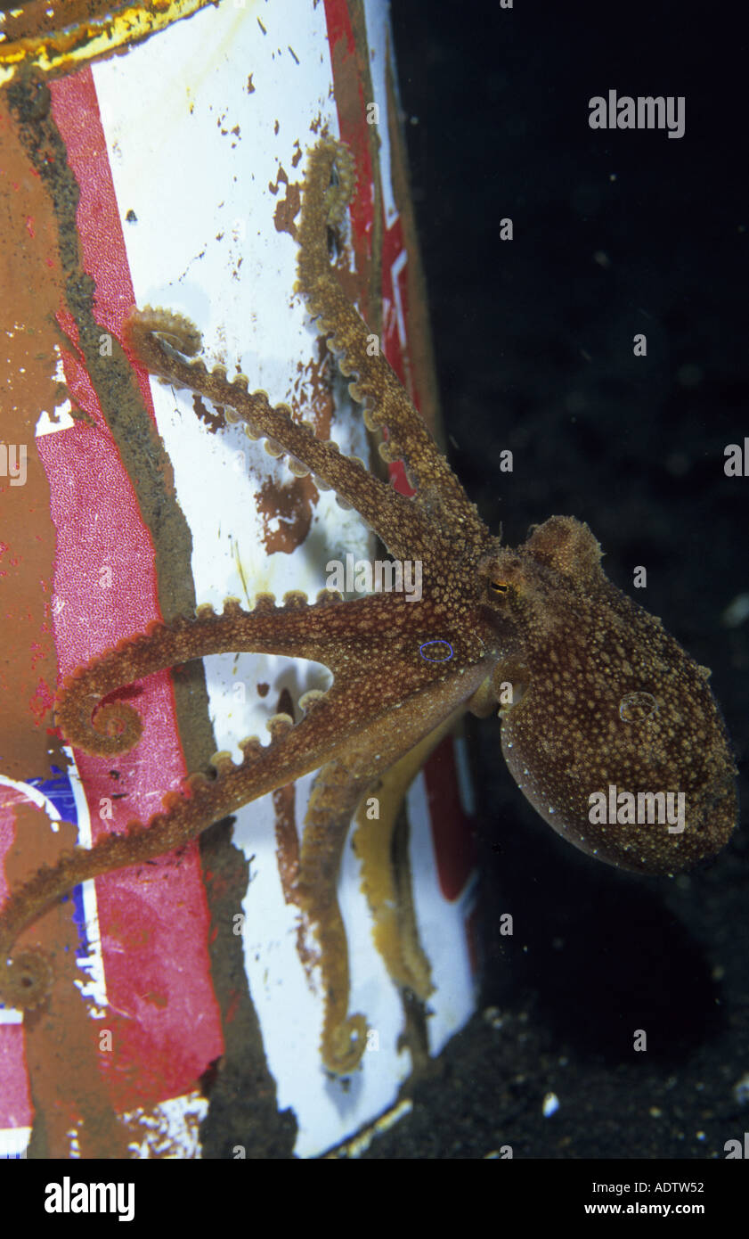 Il veleno Ocellate Octopus Octopus mototi stretto di Lembeh Sulawesi Indonesia Foto Stock