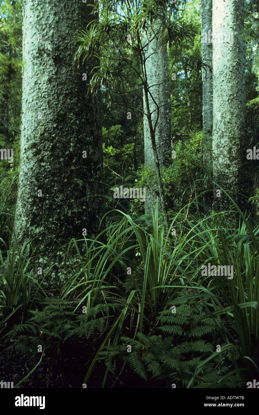 La foresta tropicale vegetazione a base degli alberi kauri Forest Agathis australis Nuova Zelanda Foto Stock