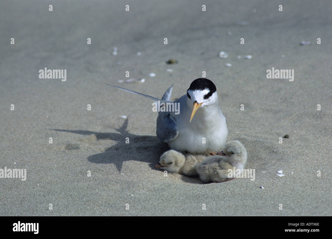 Australian Fairy Tern Sterna nereis a nido con pulcini Foto Stock