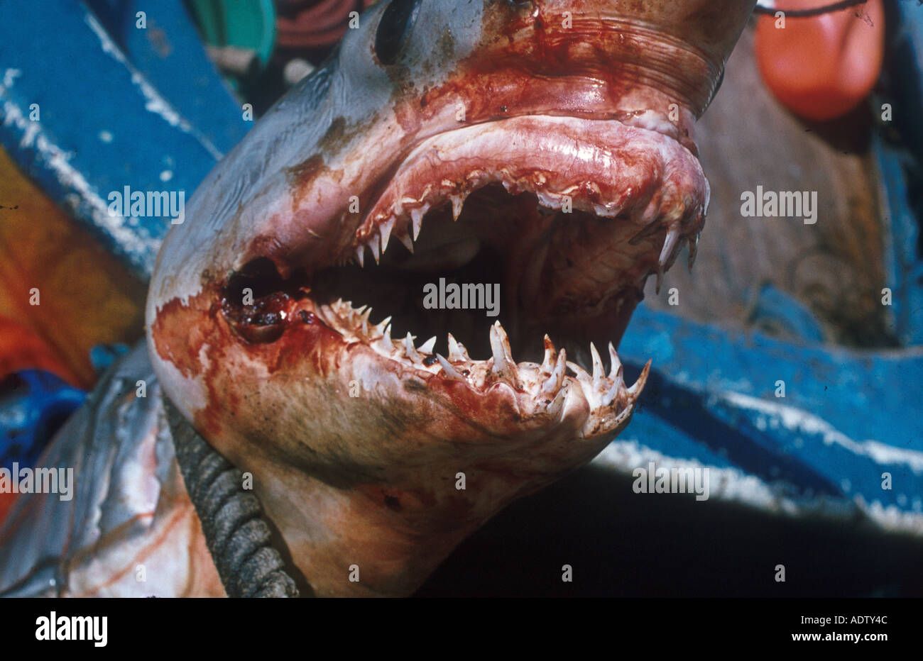 Pesci Squalo mako Isurus oxyrinchus recentemente catturati che mostra le ganasce S Foto Stock