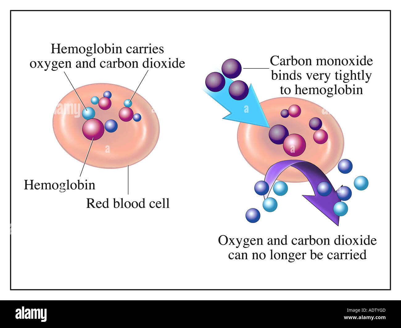 Il monossido di carbonio il legame all'emoglobina Foto Stock