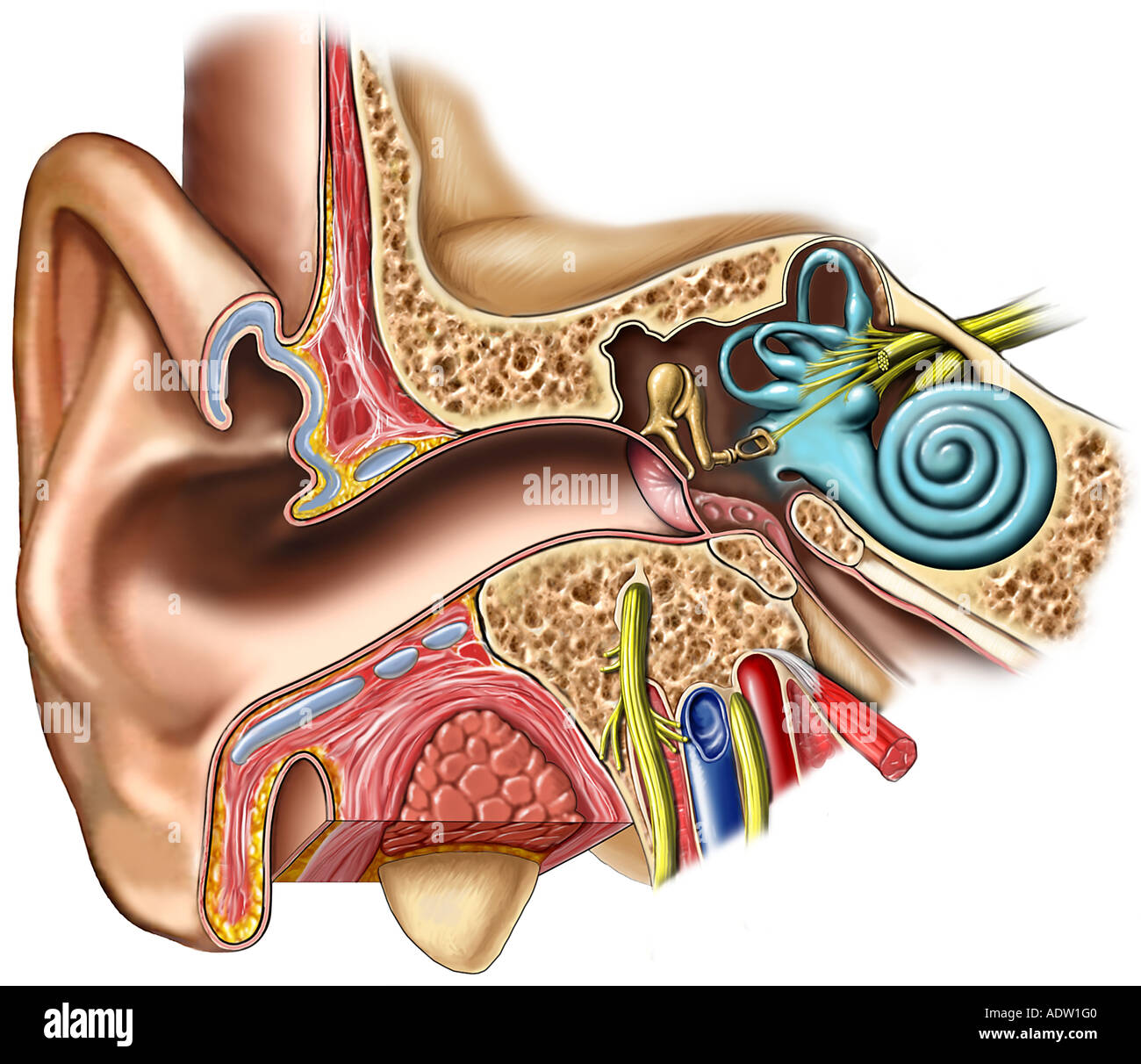 Слуховой нерв в мозге. Преддверно улитковый нерв и слуховой нерв. Преддверно-улитковый нерв анатомия. Строение уха улитковый нерв.