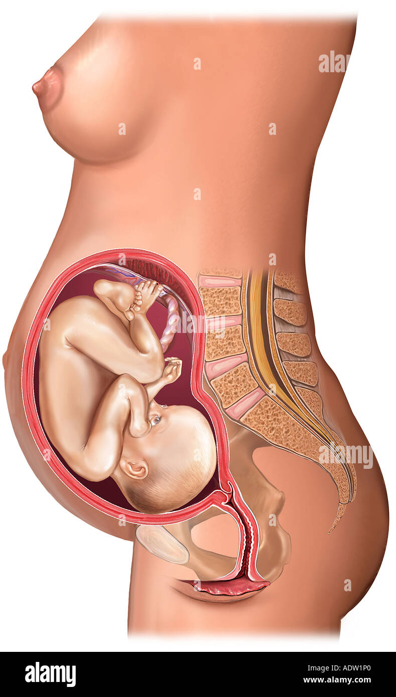 Ventotto 28 settimane vecchio feto in utero Foto Stock