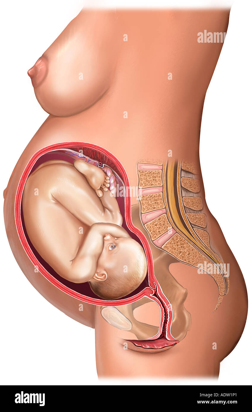Trentadue 32 settimane vecchio feto in utero Foto Stock