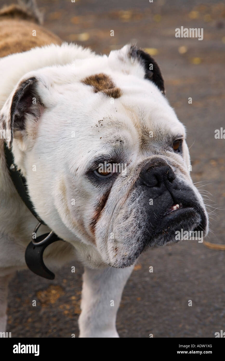 Una marrone e bianco Bulldog inglese cane ritratto in piedi parte anteriore del viso e testa feroce cercando Foto Stock