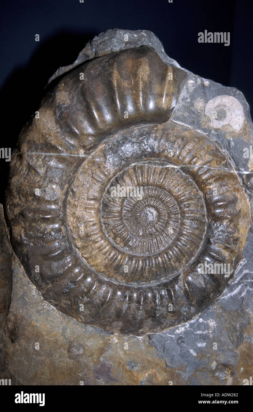 Ammonit Foto Stock