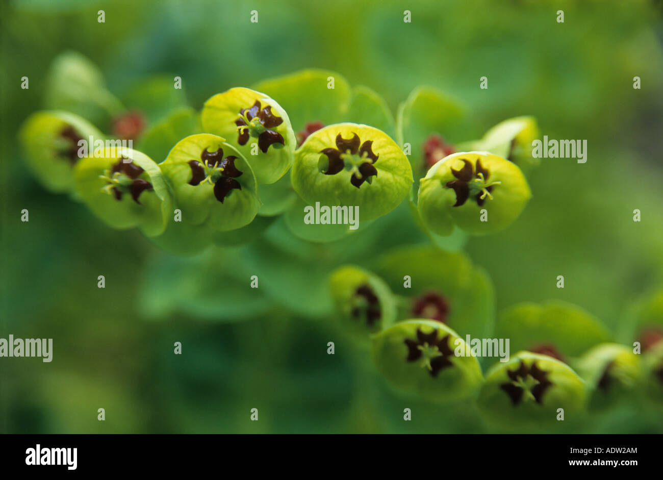 Sun di euforbia Euphorbia Closeup soft focus di verde di petali di fiori Foto Stock