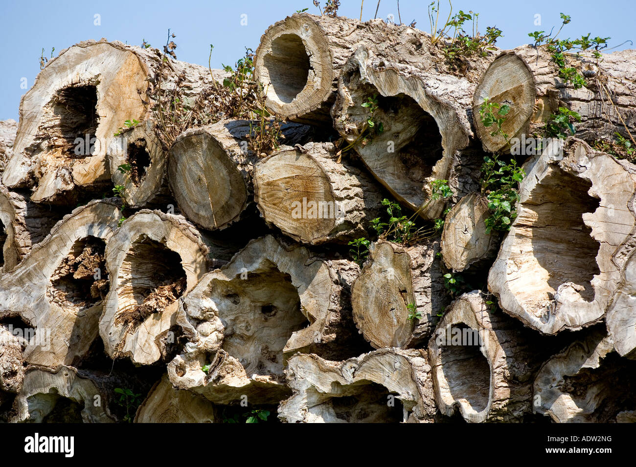 Alberi malati impilati in un Woodpile Foto Stock