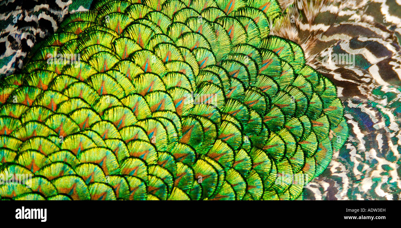 Abstract in formato panoramico vista del collo e della schiena del piumaggio di un pavone maschio Pavo cristatus Foto Stock