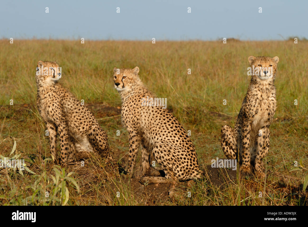 Tre giovani ghepardi seduti su un tumulo termite nella Riserva Nazionale di Masai Mara Kenya Foto Stock