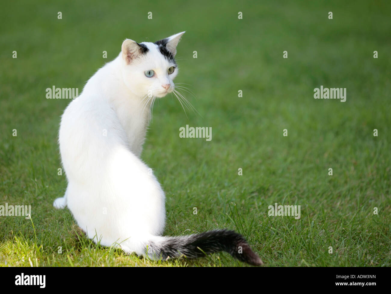 Giovane gatto bianco e nero con occhi dispari (Felis catus) che si allena sull'erba Foto Stock