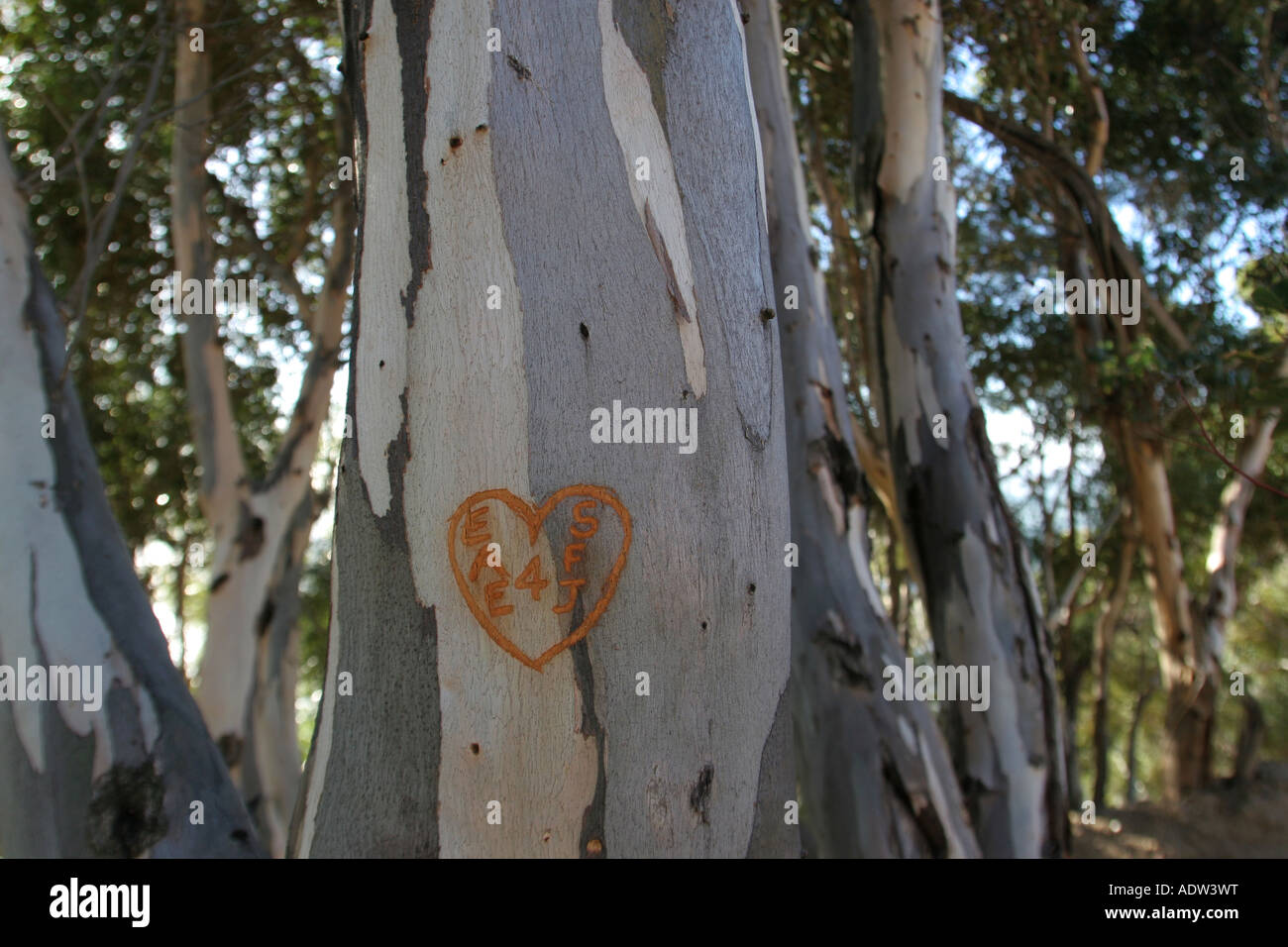 Dichiarazione di amore in graffiti sullo stelo di una gomma blu vicino ad albero Foto Stock