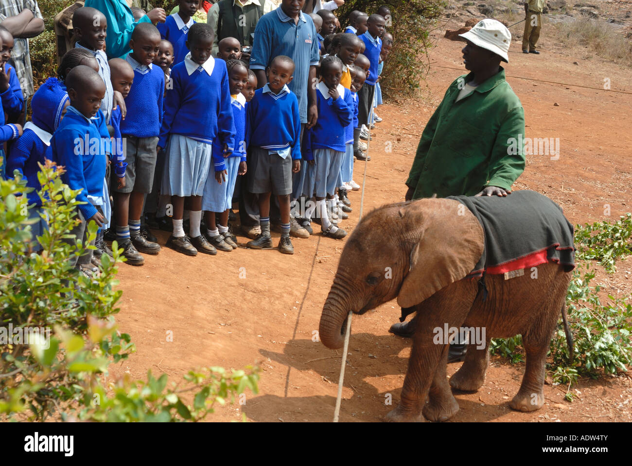 Un affascinante gruppo di giovani bambini della scuola primaria incontro un baby elephant vitello al David Sheldrick orfanotrofio Nairobi Kenya Foto Stock