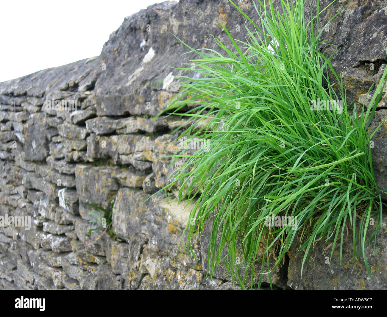 Ciuffi di erba che crescono da una pietra secca di Cotswold parete Foto Stock
