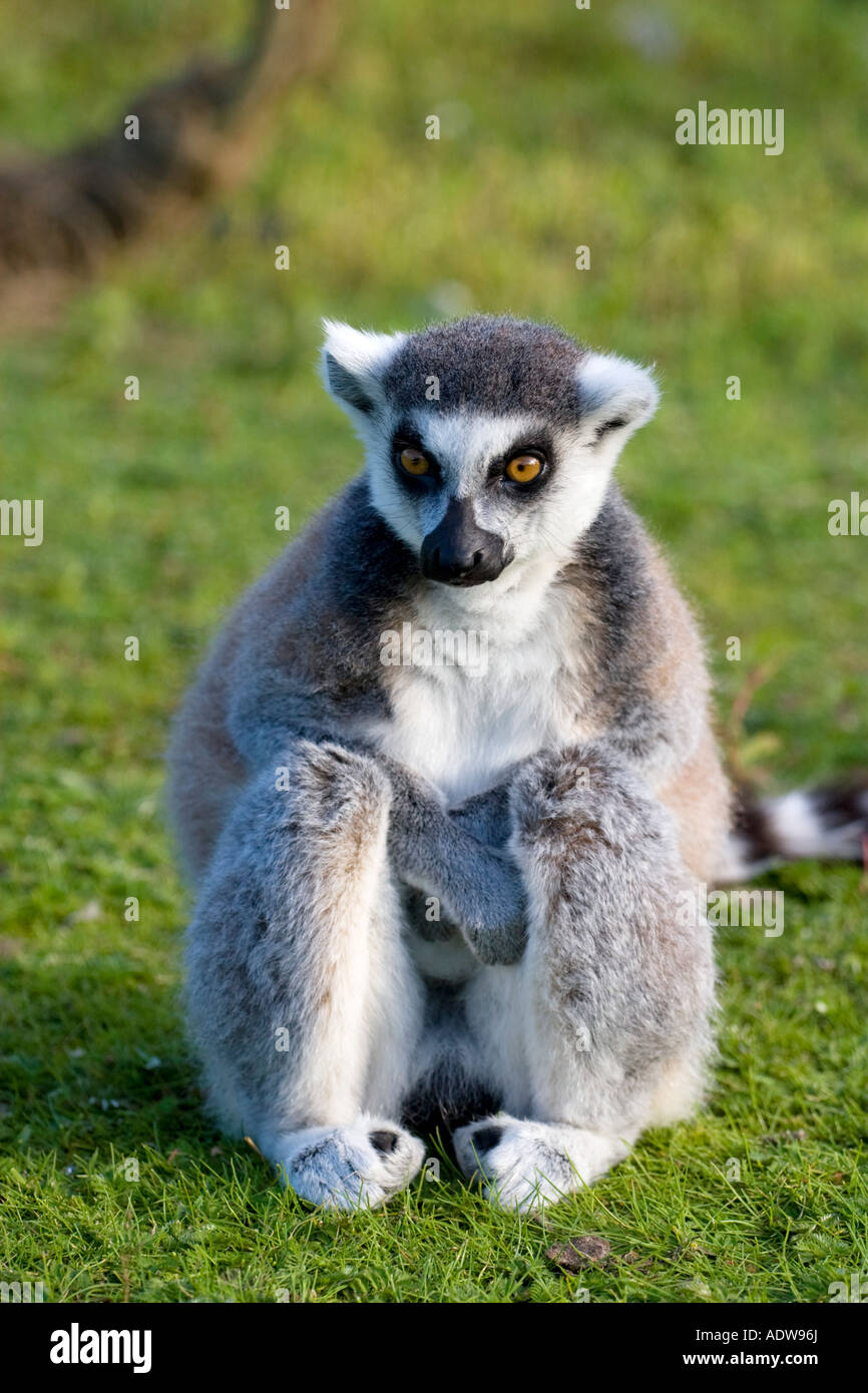 Ritratto di un anello-tailed Lemur (Lemur catta) seduto sul prato verde Foto Stock
