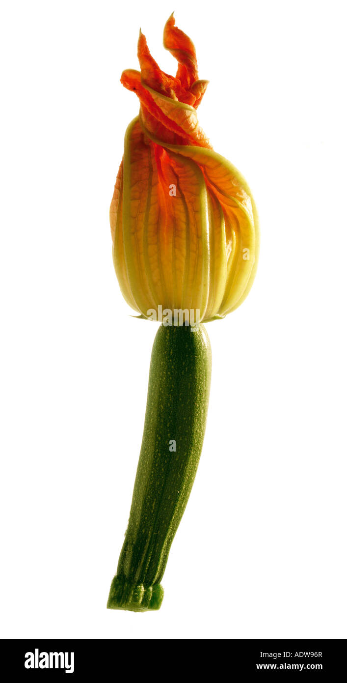 Fiori di zucchina contro uno sfondo bianco Foto Stock