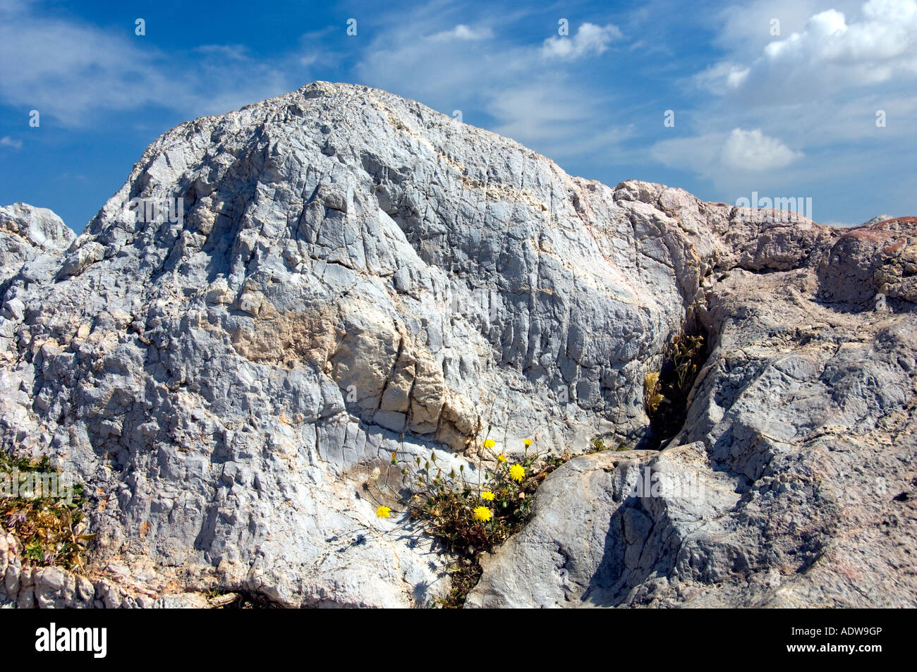 Piccolo giallo fiori selvatici fioriscono sui pendii rocciosi su Marte Hill o l Areopago vicino all'Acropoli di Atene in Grecia Foto Stock