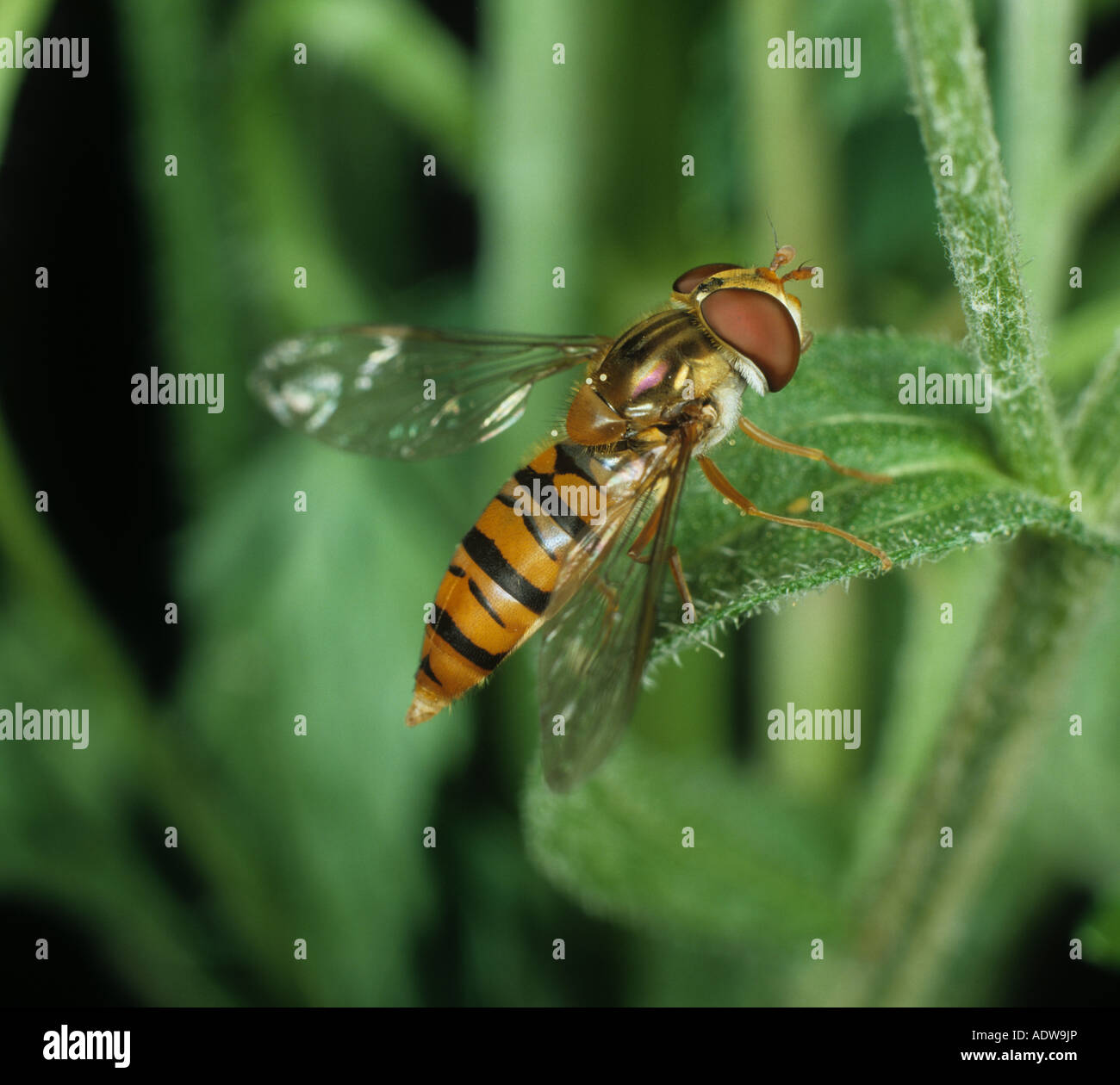 Marmalata sorvola (Episryphus balteatus) maschio adulto su una foglia Foto Stock