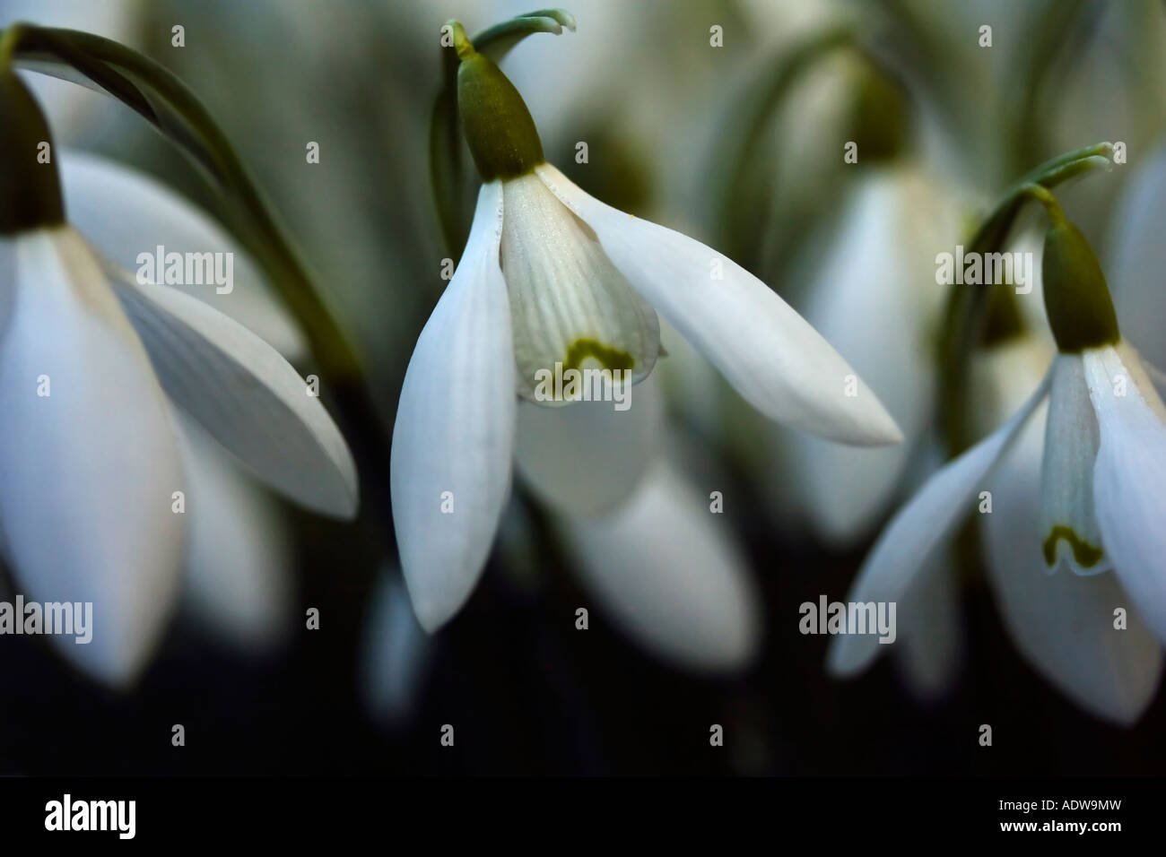 Galanthus nivalis, bucaneve. Foto Stock