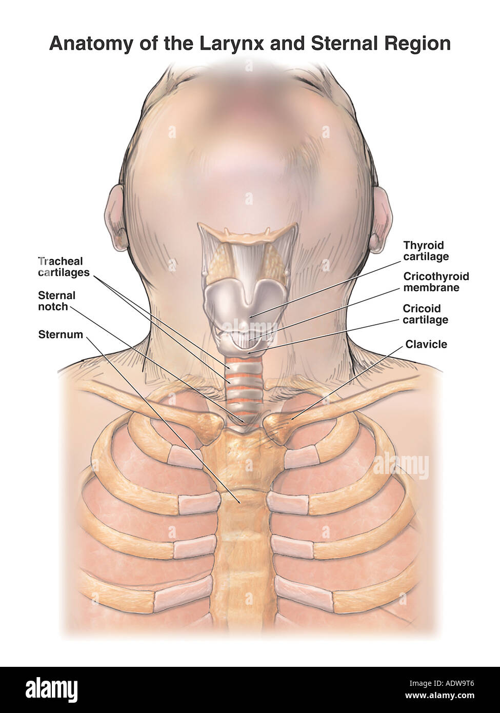 Anatomia della laringe gola e Regione sternale Foto Stock