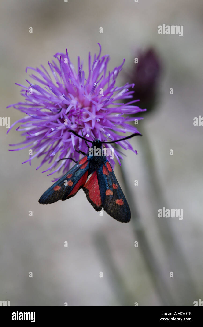 Sei Spot Burnett (Zygaena filipendulae) il Fiordaliso, Drôme, Francia Foto Stock