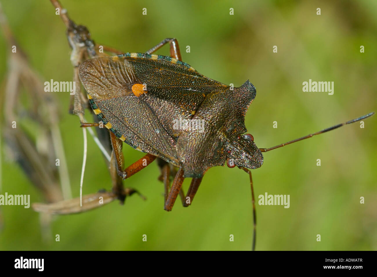 Foresta o zampe rosse Shieldbug Pentatoma rufipes Foto Stock