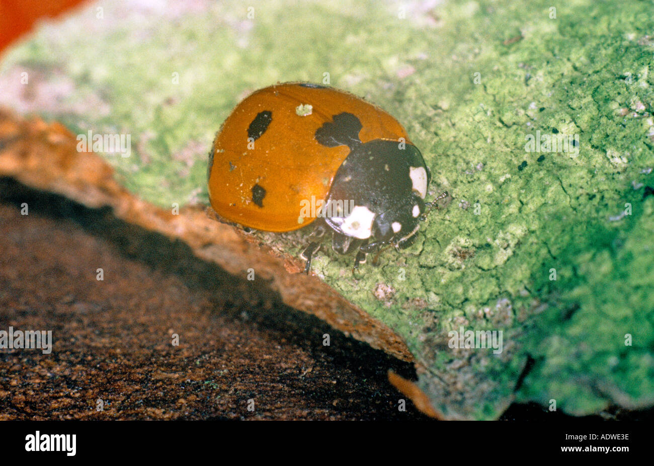 Coccinella sulla foglia in Torquay in Devon in Inghilterra Foto Stock