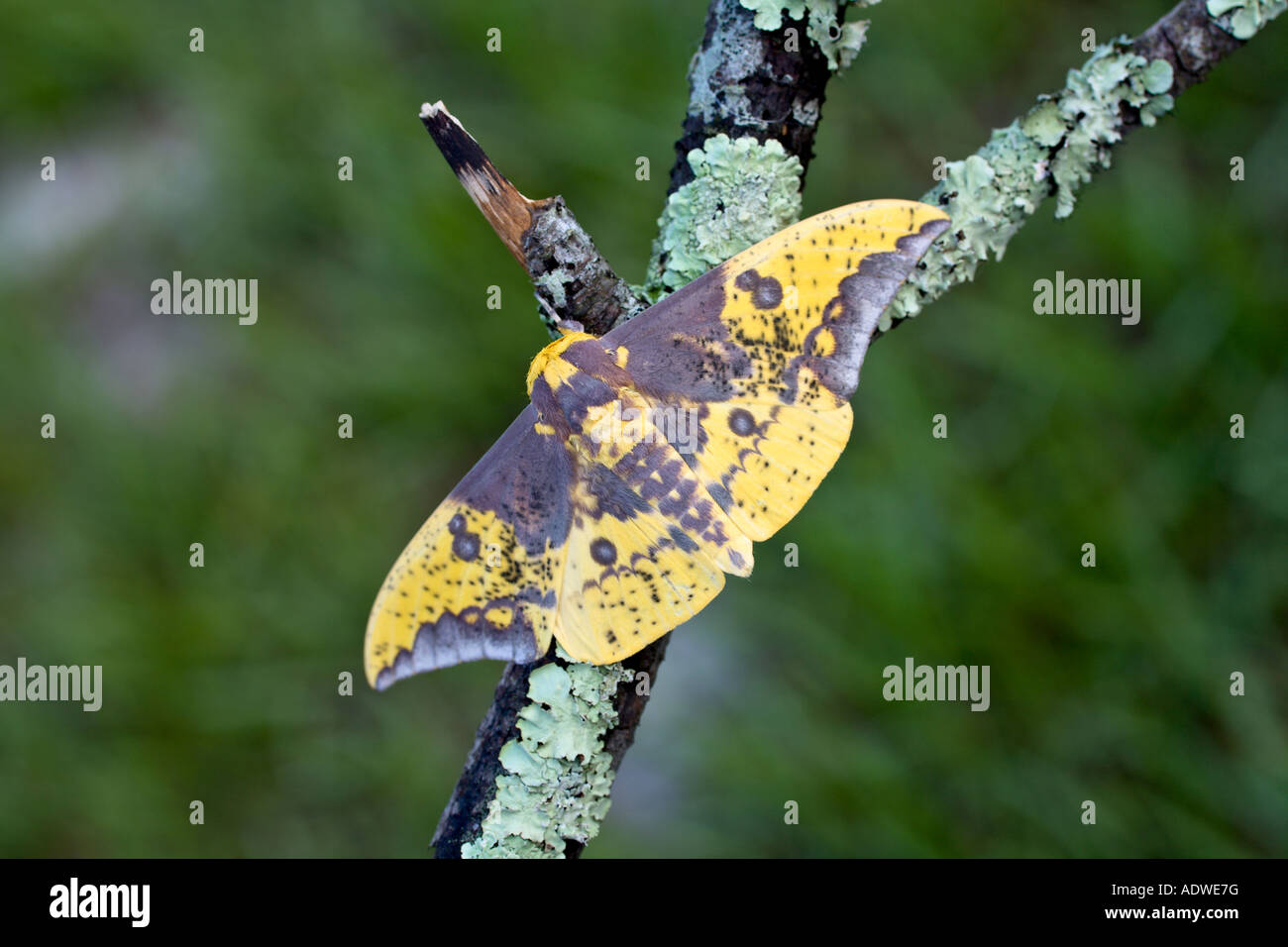 Imperial Moth Eacles imperialis poggiante su stick Foto Stock