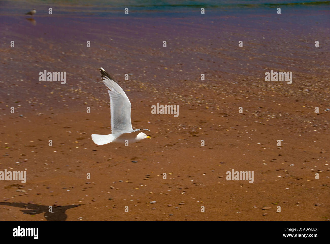 Un Gabbiano volare basso in Paignton Beach Foto Stock