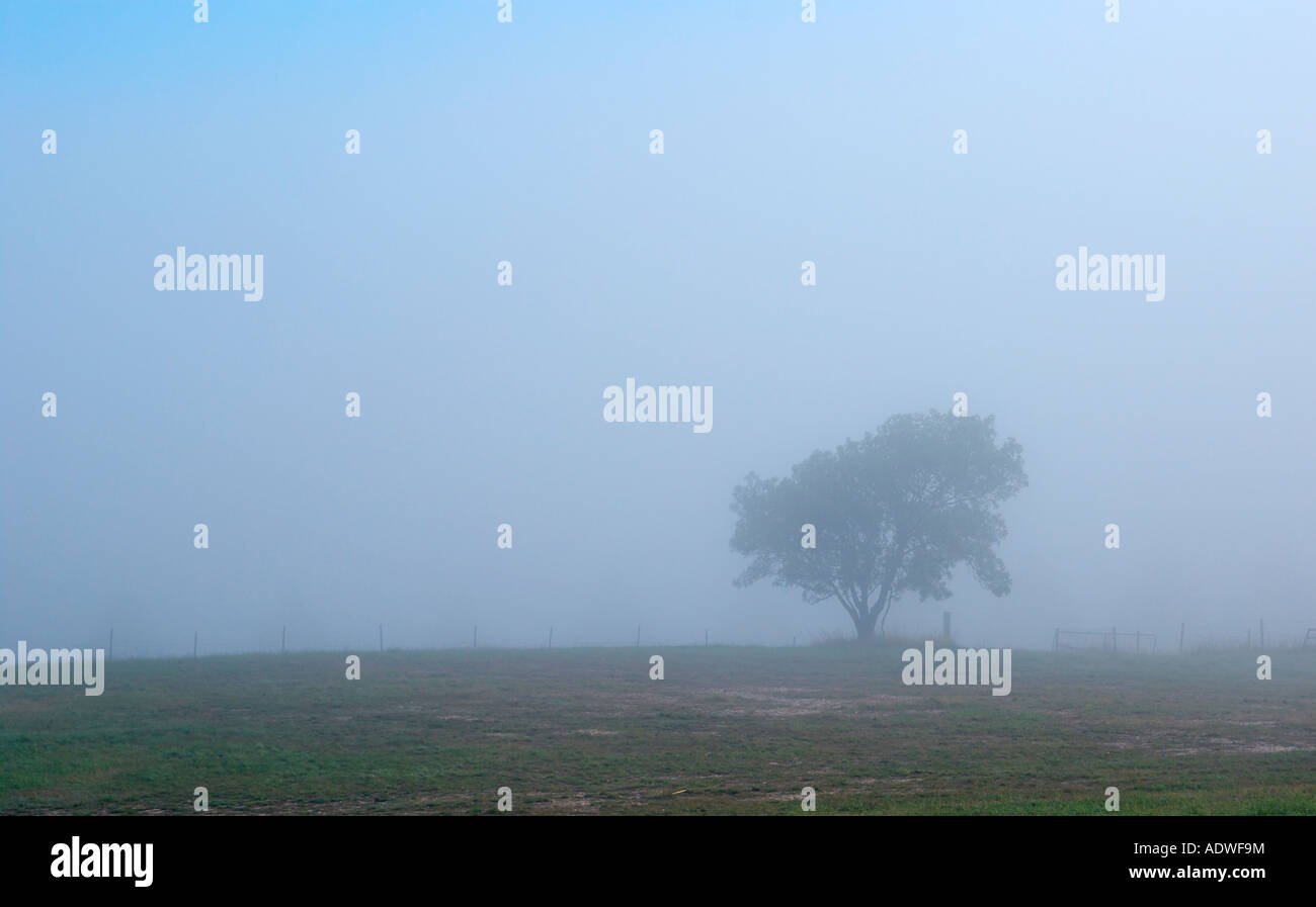 Un unico albero solitario su una mattinata nebbiosa Foto Stock