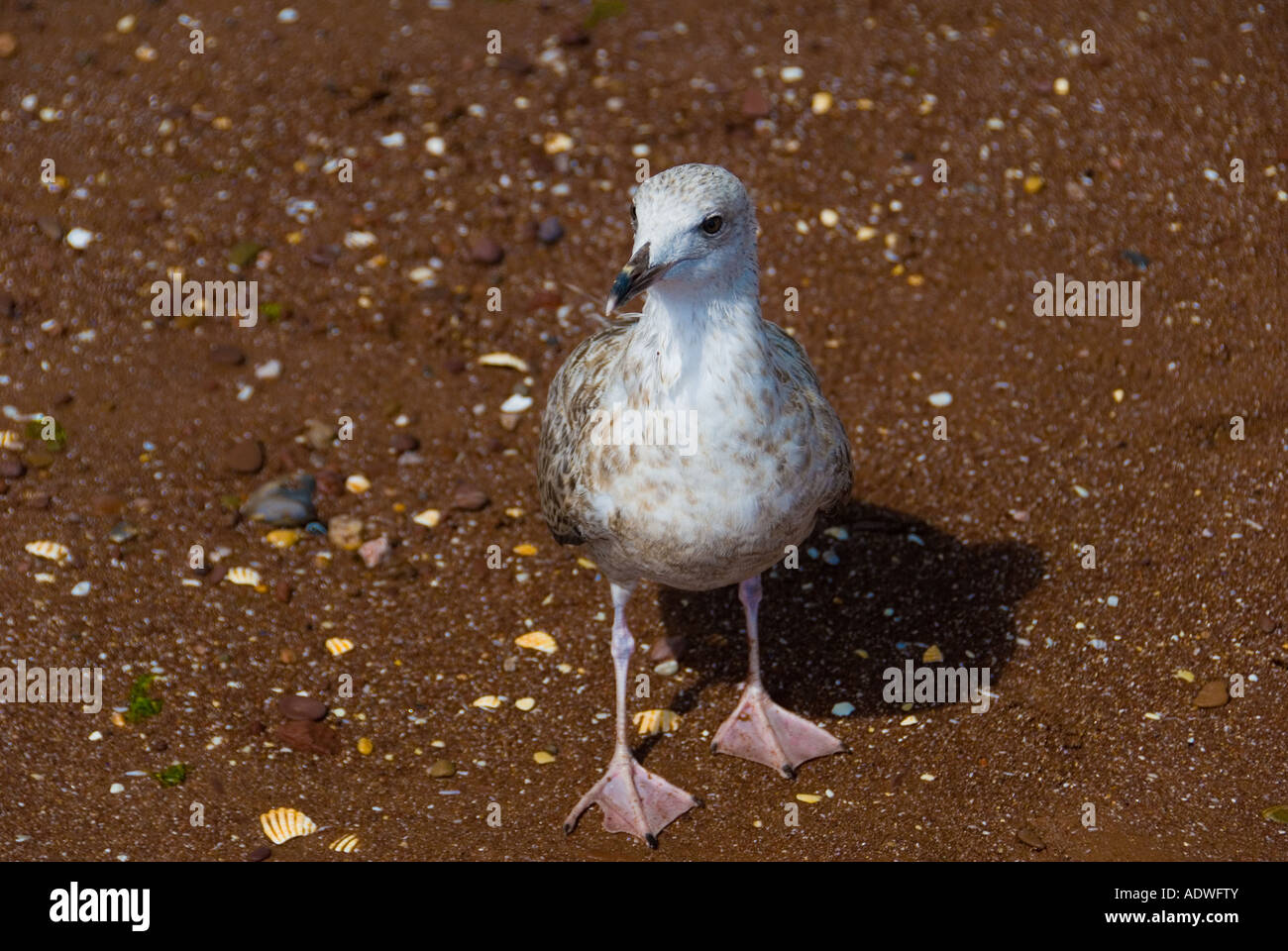 Un giovane Seagull permanente sulla spiaggia con una ferita al piede Foto Stock