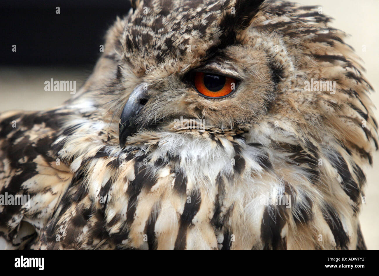 Aquila chrysaetos. Captive Unione gufo reale ritratto di testa Foto Stock